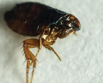 <p>what insect is this </p>