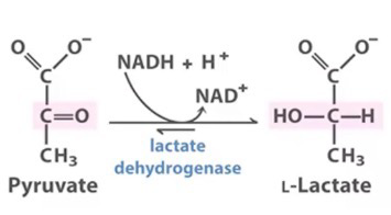 <p></p><p>Pyruvate + NADH + H<sup>+</sup> → L-Lactate + NAD<sup>+</sup>; certain parts of the body produces lactase for certain processes</p>