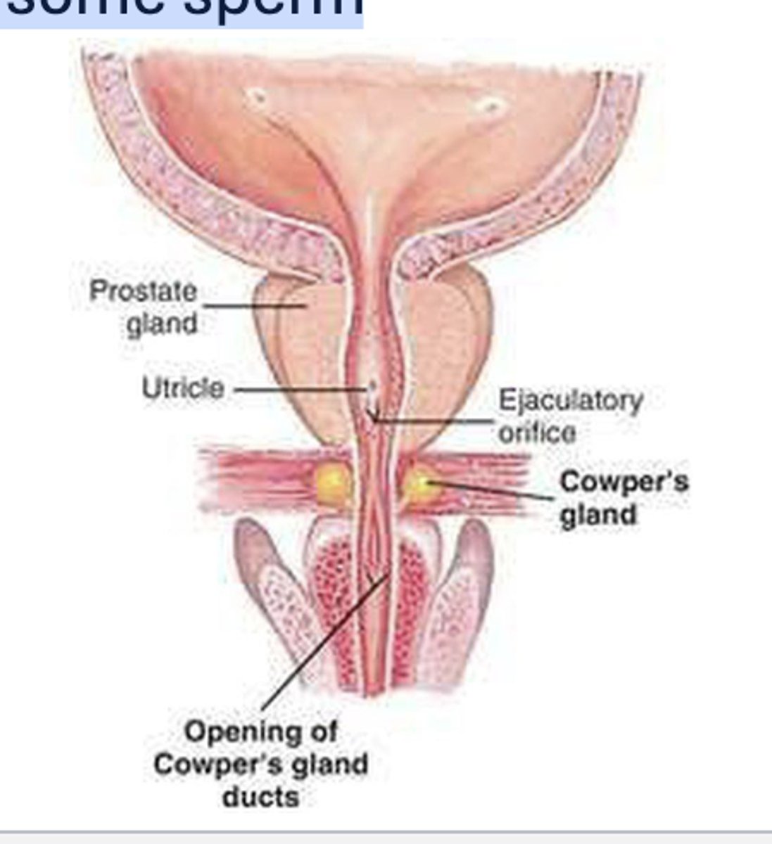 <p>Provides a little lubrication during intercourse as pre-ejaculate, which may contain some sperm</p>