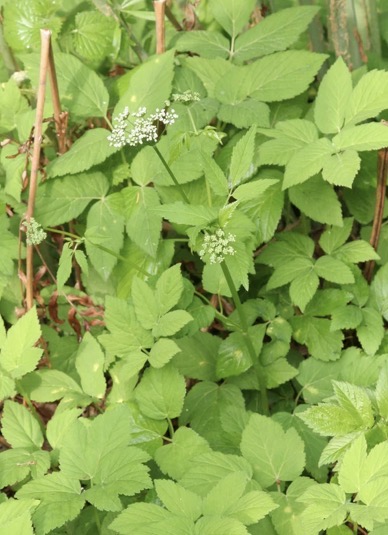 <p><span>Aegopodium podagraria light preference </span></p>