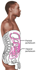 <p>surrounds cavity around abdimonal cavity</p><p>-parietal & visceral peritoneums</p>