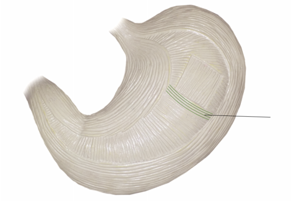<p><span>Name the structure</span></p>