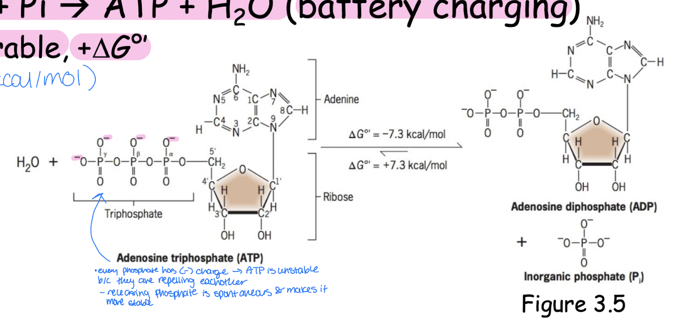 <ul><li><p>Like a rechargeable battery</p></li><li><p>ATP hydrolysis: ATP + H<sub>2</sub>O → ADP + Pi (battery depletion)</p><ul><li><p>energetically favorable, -<span>∆G, produces/releases energy that cells use to do work, spontaneous, increases entropy</span></p></li></ul></li><li><p>ATP synthesis: ADP + Pi → ATP + H<sub>2</sub>O (battery charging)</p><ul><li><p>energetically unfavorable, +<span>∆G, nonspontaneous, supplies energy to make ATP, decreases entropy</span></p></li></ul></li></ul><p></p>