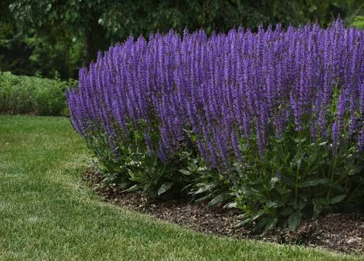 <p>Salvia nemorosa</p>