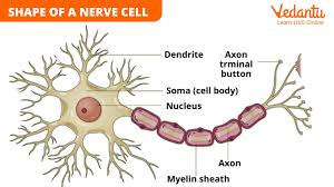 <ol><li><p>nervous tissue is made of neurons (branching cells)</p></li><li><p>neurons are made of cell body (contains nucleus), dendrites (receives signals), and axons (send signals)</p></li><li><p><strong>function</strong>: conduct electrical impulses and maintains homeostasis</p></li><li><p><strong>neuroglial cells</strong>: cells surrounding the neurons that feed/support/protect them</p></li><li><p><strong>location</strong>: brain, spinal cord, nerves</p></li></ol><p></p>