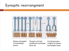 <p>- Neurotrophic factors can help things proliferate or not</p><p>- Decides which neurons to keep and get rid of</p>