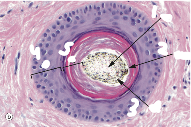 <p>Identify the Structure</p>
