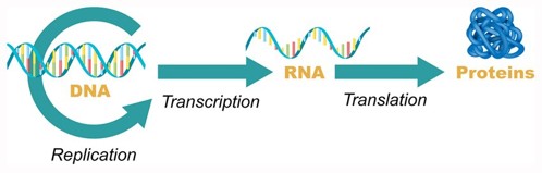 <p>RNA Central Dogma</p>
