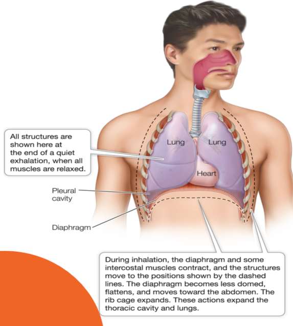 <p>Contraction of the diaphragm expands the thoracic cavity, which pulls on the lungs and expands them; air is sucked in. </p>