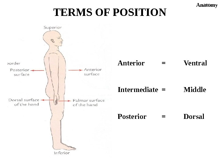 <p>posterior (dorsal)</p>