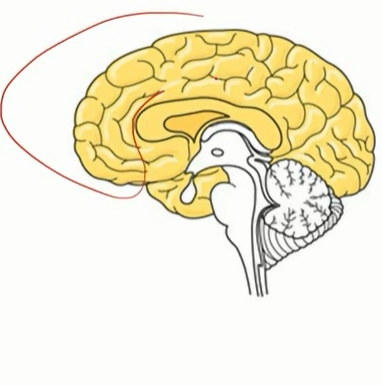 <p>cerebrum</p>