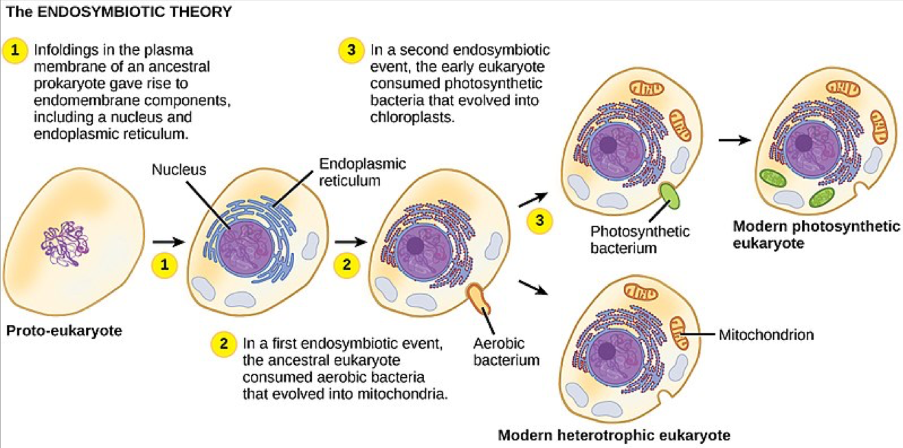 <p>The process where a larger cell engulfed smaller prokaryotic cells. It allowed for more efficient energy production and contributed to the rise of larger and more complex organisms.</p>