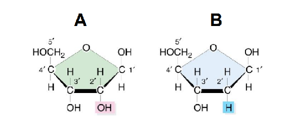 <p>Which of these sugars is in DNA?</p>