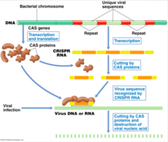 <p>1) CRISPR allows to edit parts of genome by removing or editing sections of the DNA sequence </p><p>2) recognizes foreign DNA sequences that have previously entered the cell and directs the Cas proteins to destroy them.</p>