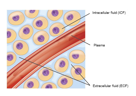<p>Fluid located inside cells.</p>
