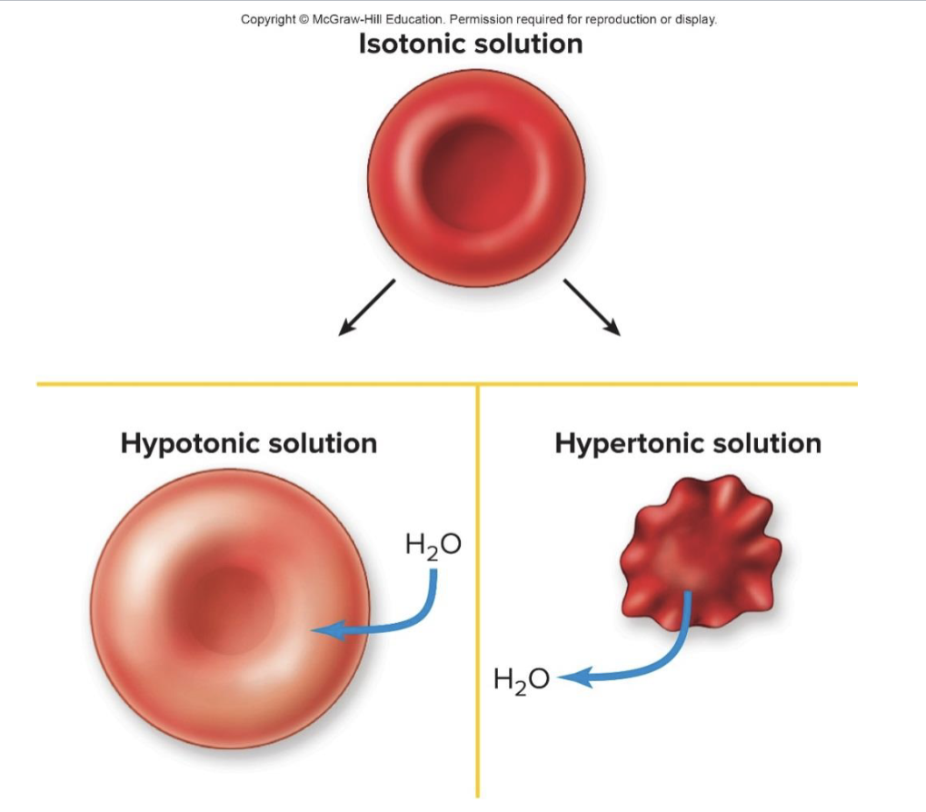 <ul><li><p>More solute in the solution, compared to another solution </p></li><li><p>In respect to red blood cells a hypertonic solution caused blood to be pulled out of the cell </p></li></ul><p></p>