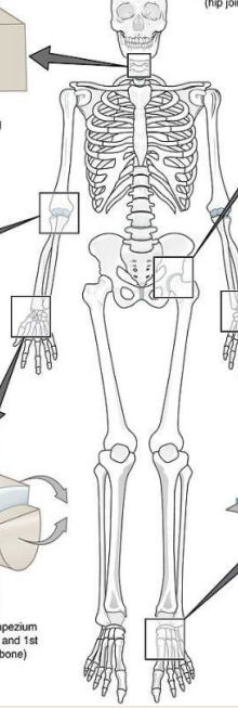 <p>name types of joints</p>