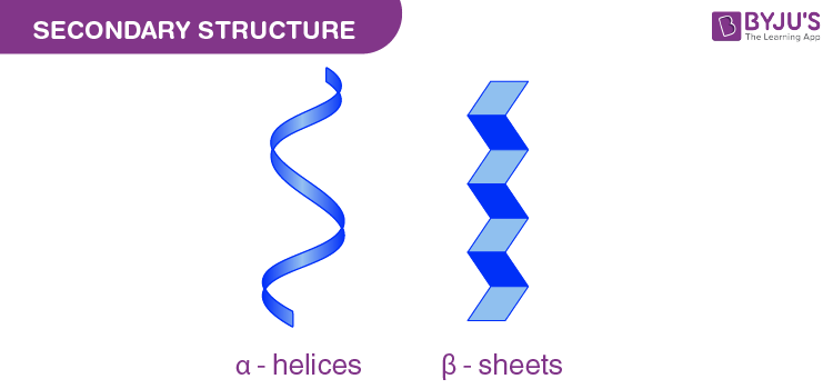<p><strong>α-helix (alpha helix):</strong></p>