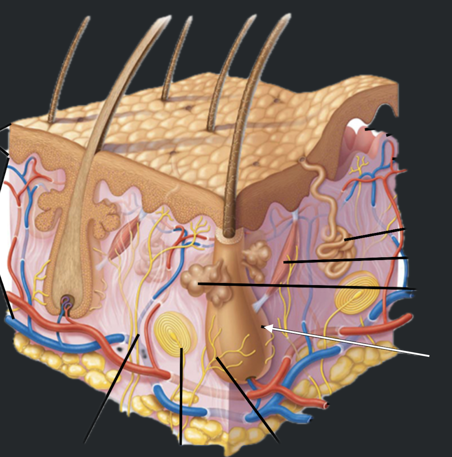 term image