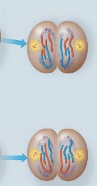 <p>Nuclei form, the chromosomes begin to decondense, and cytokinesis occurs</p>