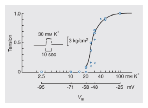 <p>Que la contraction est d’autant plus importante que la tension augmente. À noter que vu le faible potentiel de repos de la membrane sarcoplasmique, il faut une stimulation importante pour déclencher la contraction de la fibre musculaire, et que la contraction dure beaucoup plus de temps que la stimulation. </p>