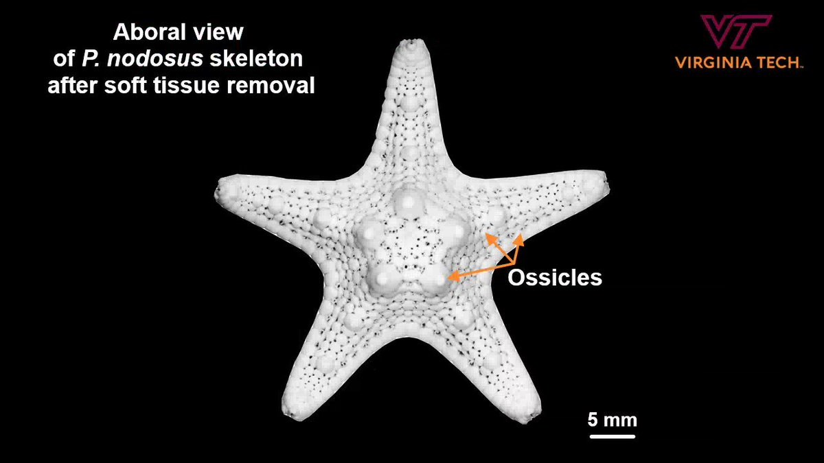 <p>Small, calcite-based plates embeddd in the dermis</p>