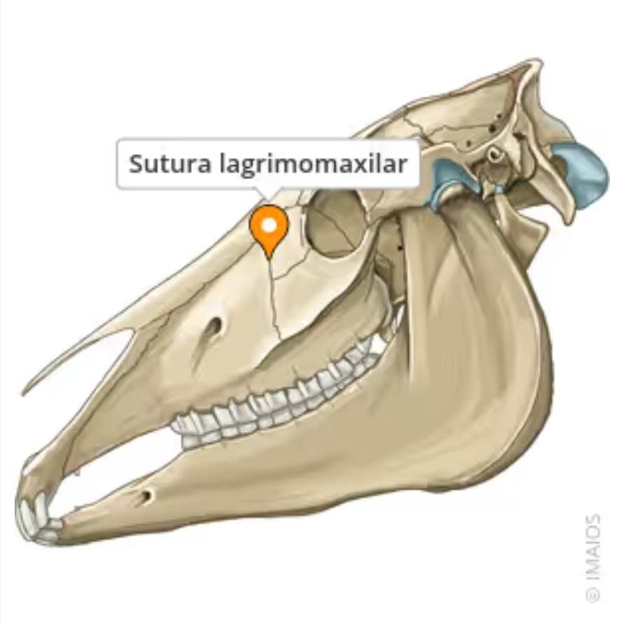<p>sutura lagrimomaxilar</p>