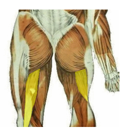 <p>What is the highlighted muscle shown? what is its action?</p>