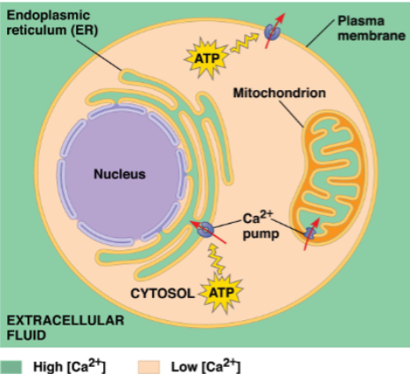 <ul><li><p>low [Ca2+] inside cell (typically ~100nm)</p></li><li><p>very high [Ca2+] outside the cell (more than 1000-fold higher)</p></li><li><p>maintenance of concentration via calcium pumps is important </p><ul><li><p>out of cell</p></li><li><p>into ER</p></li><li><p>into mitochondria</p></li></ul></li></ul><p></p>