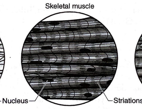 <p>Striated voluntary muscle attached to bones that moves the skeleton.</p>