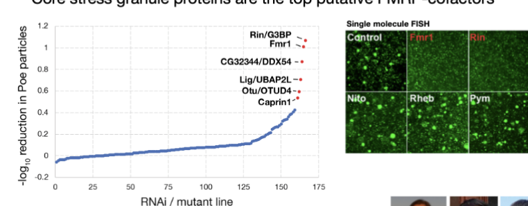 <ul><li><p>Core stress granule proteins are the top putative FMRP-cofactors</p><ul><li><p>When core stress granule proteins were disrupted, the amount of Fmr1 target mRNA in granules changed significantl</p></li></ul></li><li><p>single-molecule FISH: allows visualization of individual mRNA molecules inside cellsMeasured the fraction of mRNA molecules located in granules/particles</p></li><li><p>Proper localization of Fmr1 target mRNAs depends on stress granule components.</p></li></ul><p></p>