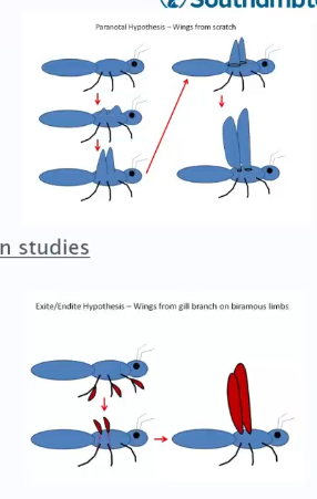 <p>Paranotal hypothesis - Wings were essentially made from scratch.</p><p>Exite/Endite hypothesis - Wings arised from a branch on a biramous limb</p>