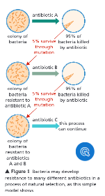 <p>Explain how resistant bacteria form and spread. (4)</p>