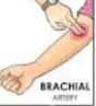 <p>is the pulse inside the elbow, about 1 to 1/1 inches above the elbow</p>