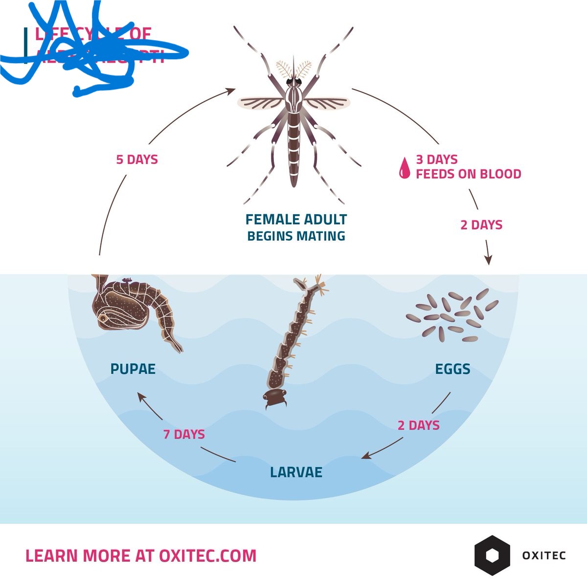 <p>What Genus is this, and how do you know?</p>