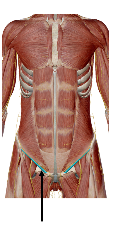 <p>Which abdominal muscle’s aponeurosis forms the inguinal ligament?</p>