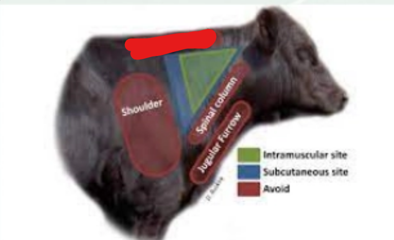 <p>what is it (Bovine Injections)</p>