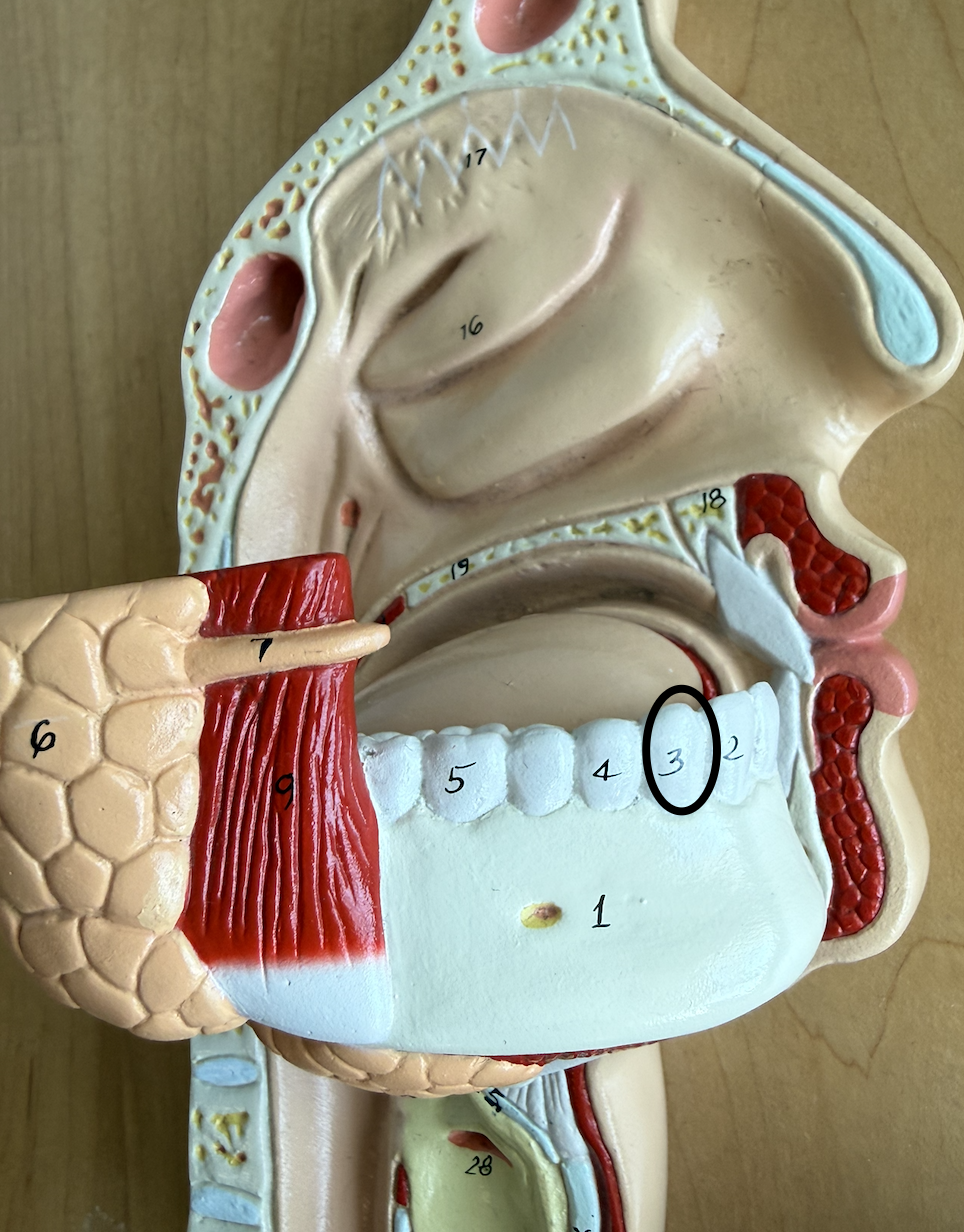 <p>involved in mechanical digestion, grind food b4 swallowed</p>