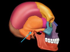 <p>Ear hole</p>