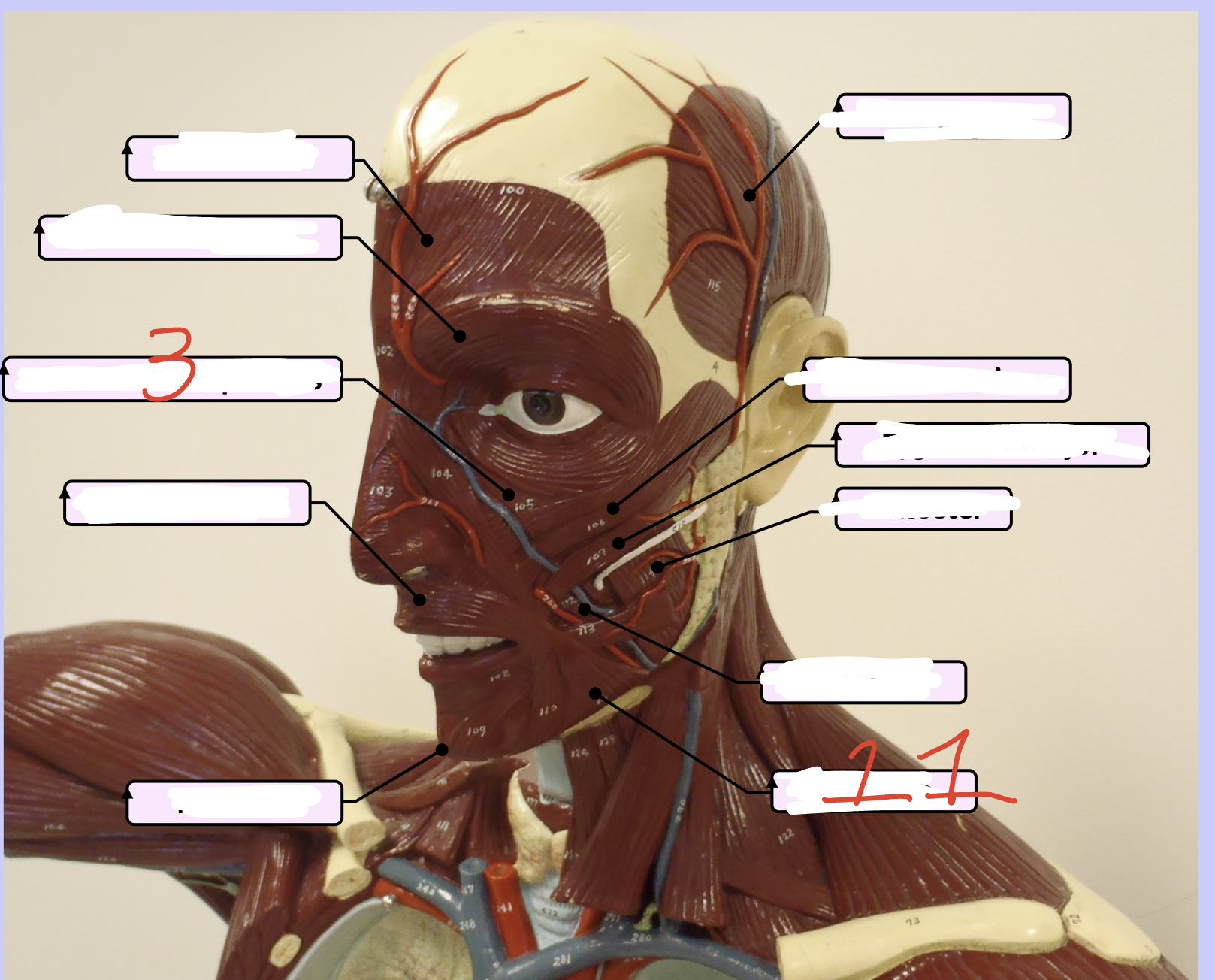 <p>Middle right - Face — 3</p>