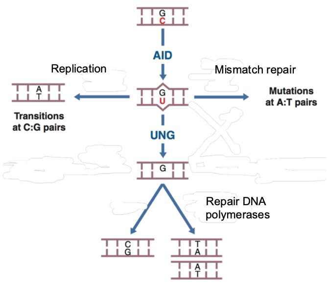 <p><strong>AID (Activation-Induced Deaminase)</strong> is an enzyme induced by CD40-CD40L interaction that deaminates cytosine to uracil in DNA.</p><p></p><p>This creates C-U mismatches that are repaired by three different pathways:</p><p><span style="color: rgb(217, 246, 173);"><strong>(1) Replication</strong> </span>→ C-G becomes T-A,</p><p></p><p><span style="color: rgb(197, 190, 255);"><strong>(2) UNG/APE pathway</strong> </span>→ C-G becomes G-C,</p><p></p><p><span style="color: rgb(255, 167, 235);"><strong>(3) Mismatch repair</strong></span> → C-G becomes A-T. Each repair pathway produces different mutations, allowing a single C-U mismatch to generate multiple possible mutations. In <strong>somatic hypermutation</strong>, this occurs sparsely throughout the variable region; in <strong>class switching</strong>, it occurs densely in switch regions and requires UNG activity to create double-strand breaks.</p>
