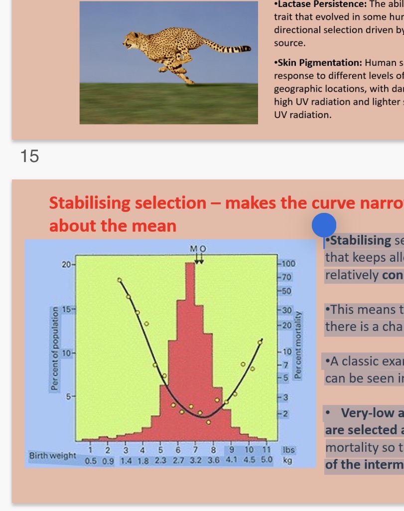 <p><strong>Stabilising selection - makes the curve narrower and higher about the mean</strong></p><p>•Stabilising selection is natural selection that keeps allele frequencies relatively …1? over generations</p><p>•This means things stay as they are unless there is a change in the …2?.</p><p>•A classic example of stabilising selection can be seen in human birth weights.</p><p>• Very-low and very-high birth weights are selected …3? as they lead to high mortality so this leads to the maintenance of the intermediate birth weights being selected for.</p>