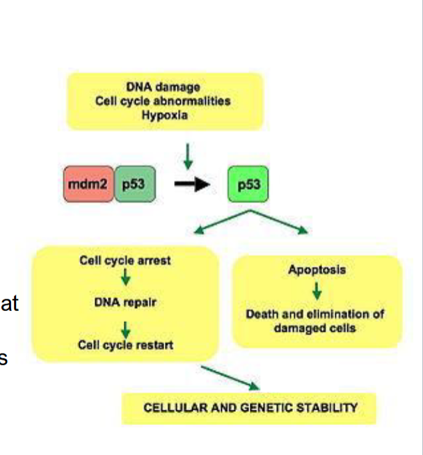 <p>tumor suppressor protein that marks damage and slows s phase down (is mutated in 50% of cancer)</p>