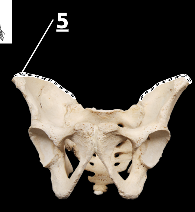 <p>5</p>