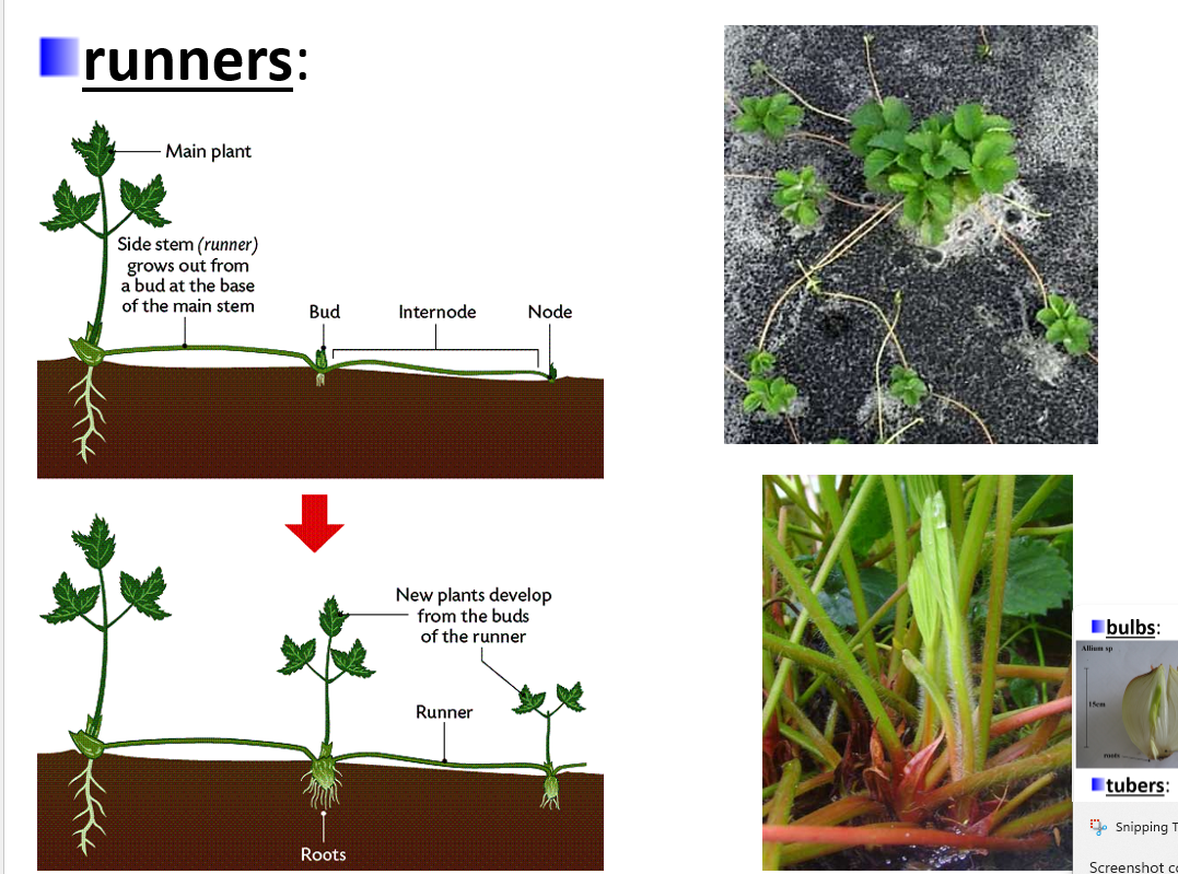 <p>natural</p><p>stems that grow <strong>along </strong>the <strong>ground </strong></p><p>at intervals, roots form and penetrate the soil and new plants develop at these points</p><p>e.g. strawberries</p>