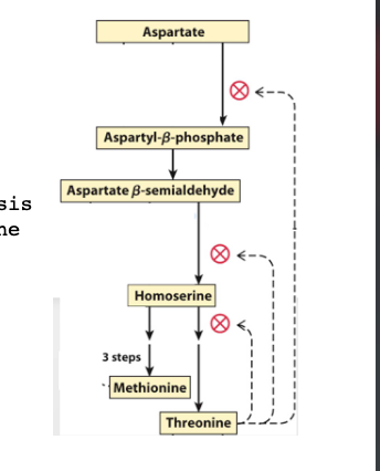 <p>The type of feedback inhibition for threonine biosynthesis</p><p class="p1">controlling the Aspartate/pyruvate family depicted to the</p><p class="p1">right is called ____ feedback inhibition.</p><p class="p1">A.Allosteric</p><p class="p1">B.Sequential</p><p class="p1">C.Concerted</p><p class="p1">D.Isozyme-invovled</p><p class="p1">E.Cumulative</p><p class="p1">F.Classical</p>