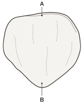 <p>B.</p>
