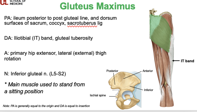 <p>M: Sitting + Standing (hip extensor, lat external thigh rotation) </p><p>PA: Ileum post to glut line + dorsum surface of sacrum, coccyx, sacrotub lig<br>DA: iliotibial (IT) band, glut tuberosity</p><p>N: Inf Gluteal N</p>