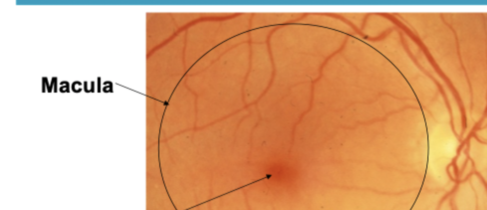 <p>retina</p><p>RPE ( retinal pigment epithelium) </p><p>choroid</p>