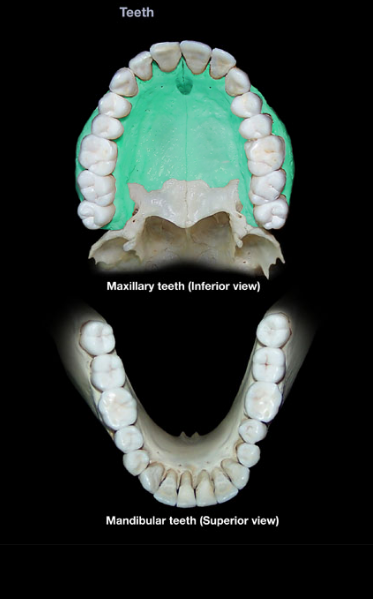 knowt flashcard image